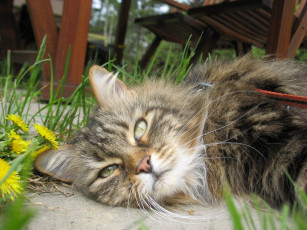 Картинка животные коты cat