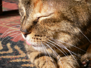 Картинка животные коты cat