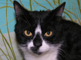 Картинка животные коты cat