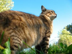 Картинка животные коты кот кошка