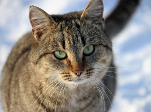 Картинка животные коты кошка кот