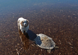 Картинка животные разные вместе спаниель черепаха