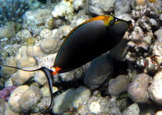 Картинка животные рыбы море риф