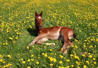 Картинка животные лошади жеребёнок одуванчики