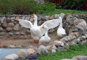 Картинка животные гуси