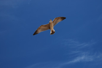 обоя животные, Чайки, бакланы, крачки, небо, птица