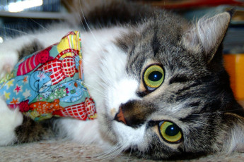 Картинка животные коты cat глаза