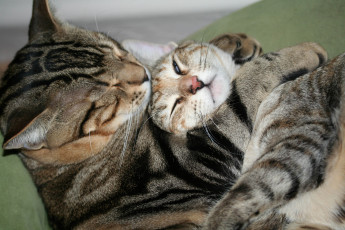 Картинка животные коты котенок