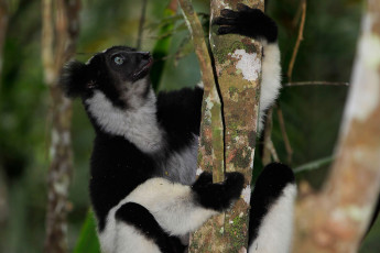 Картинка животные лемуры динозавр девушка