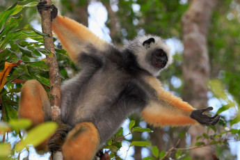 Картинка животные лемуры оранжевый