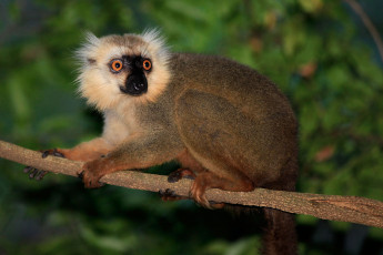 Картинка животные лемуры зверек ветка