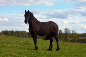 Картинка животные лошади конь лошадь