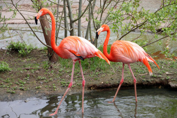 Картинка животные фламинго