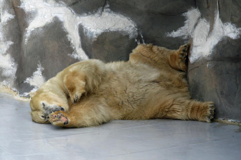 Картинка животные медведи медведь белый