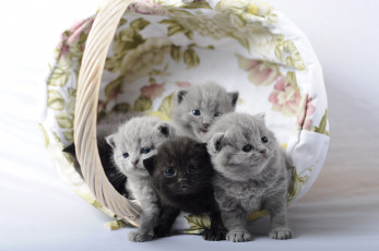 Картинка животные коты кошка кот котёнок корзинка