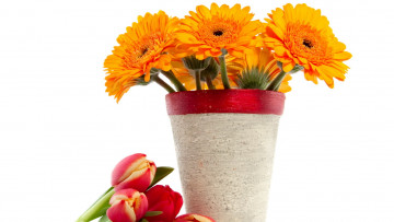 Картинка цветы разные вместе горшок тюльпаны герберы