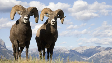 Картинка животные овцы бараны баран небо горы