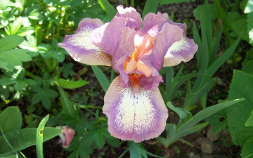 Картинка цветы ирисы сиреневый