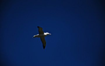 обоя животные, Чайки, бакланы, крачки, полёт, синий, фон