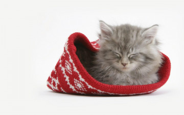 Картинка животные коты котёнок шапка