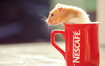 Картинка животные морские свинки хомяки кружка хомяк