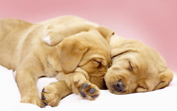 Картинка животные собаки щенок