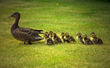 Картинка животные утки утка утята