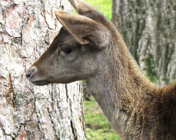Обои картинки фото животные, олени, деревья, лес