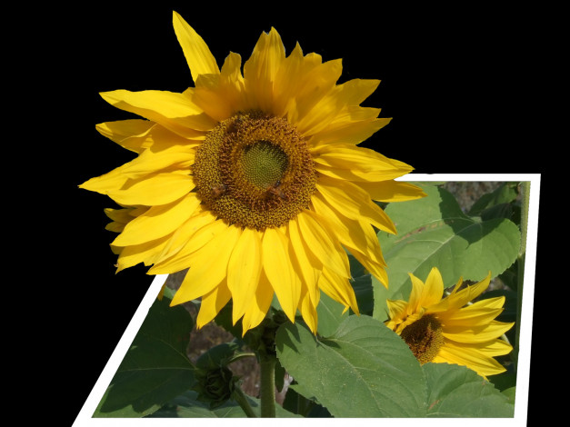 Обои картинки фото цветы, подсолнухи, лепестки