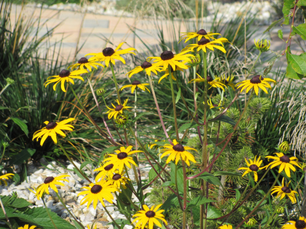 Обои картинки фото цветы, рудбекия, желтые