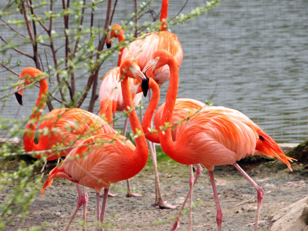 Обои картинки фото животные, фламинго