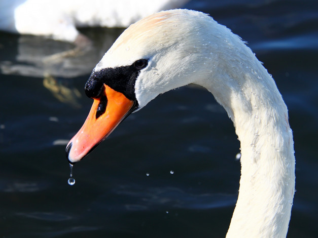 Обои картинки фото животные, лебеди, лебедь, вода, капля