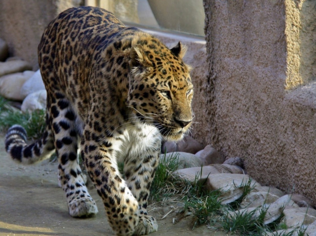 Обои картинки фото животные, леопарды, леопард