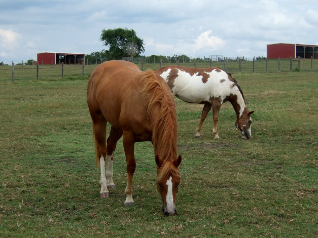Обои картинки фото животные, лошади, трава