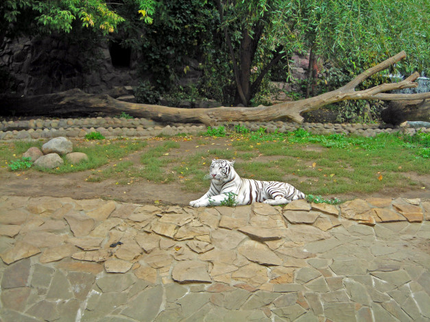 Обои картинки фото животные, тигры, белый, тигр