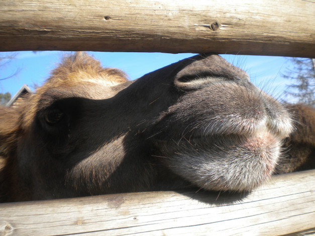 Обои картинки фото животные, верблюды, camel