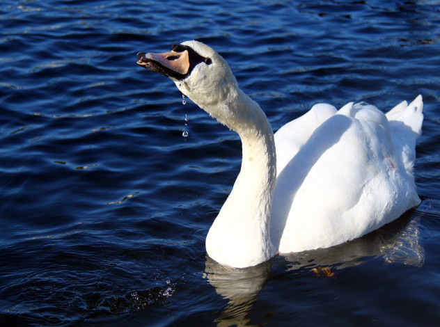 Обои картинки фото животные, лебеди, лебедь, озеро