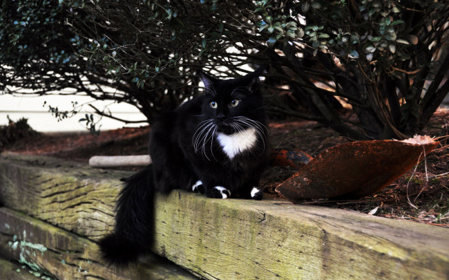 Обои картинки фото животные, коты, cat