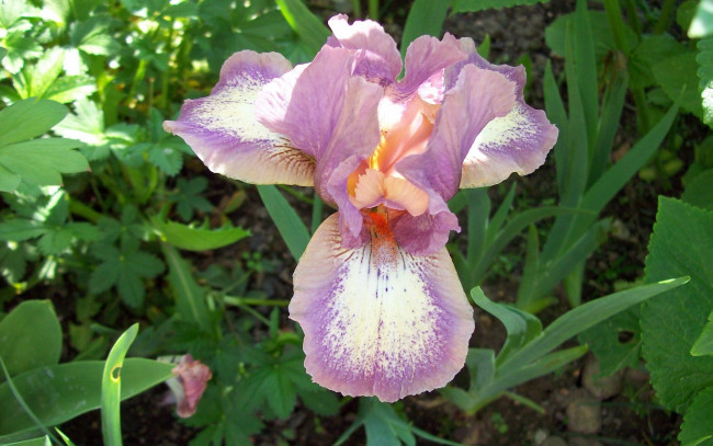 Обои картинки фото цветы, ирисы, сиреневый