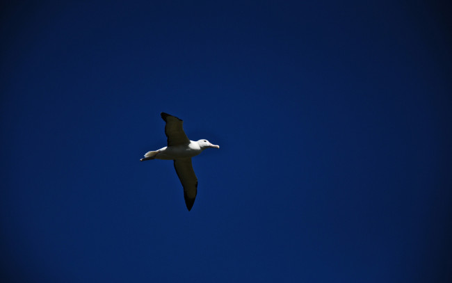 Обои картинки фото животные, Чайки, бакланы, крачки, полёт, синий, фон