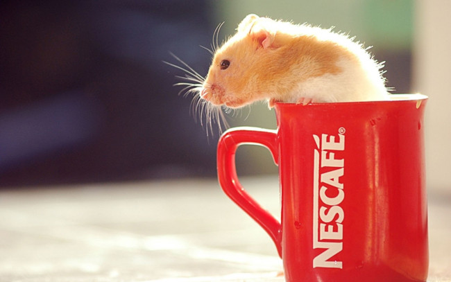 Обои картинки фото животные, морские, свинки, хомяки, кружка, хомяк