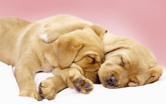 Обои картинки фото животные, собаки, щенок