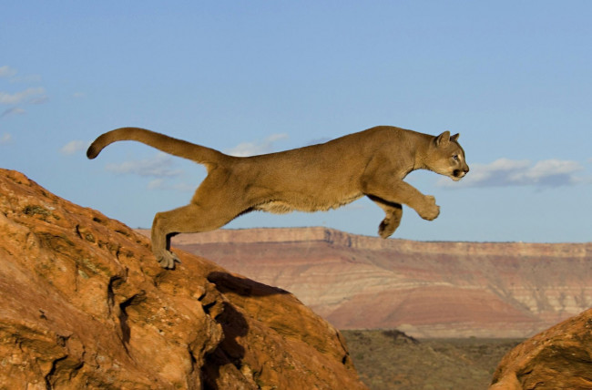 Обои картинки фото животные, пумы, прыжок