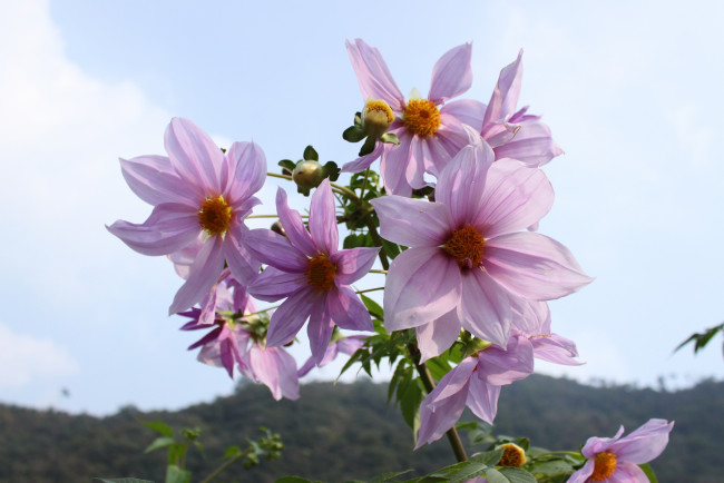 Обои картинки фото цветы, георгины, небо, лепестки