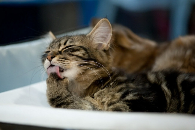 Обои картинки фото животные, коты, кот, кошка