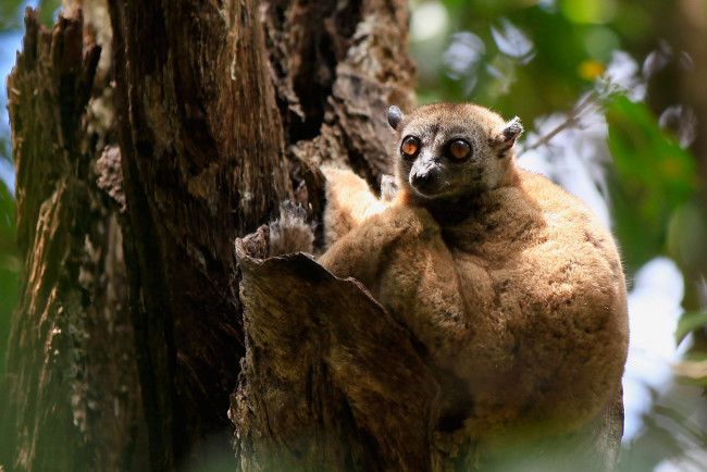 Обои картинки фото животные, лемуры, ствол, дерево, зверек