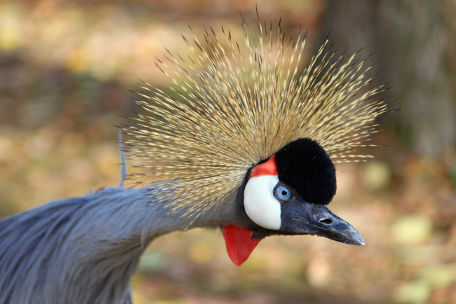 Обои картинки фото животные, журавли, журавль, венценосный