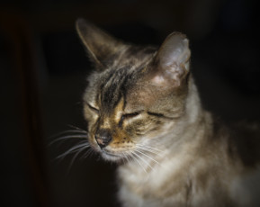 Картинка животные коты кот