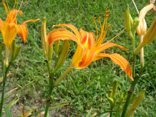 Картинка цветы лилии лилейники лепестки