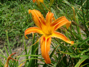 Картинка цветы лилии лилейники лепестки